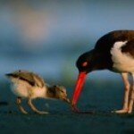 Profile picture of America's Wildlife